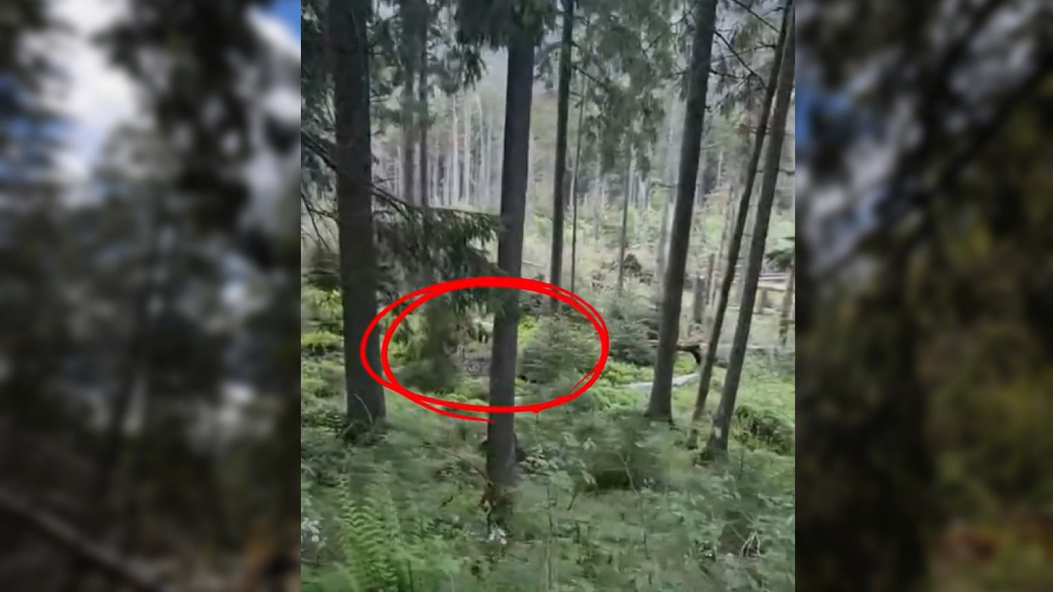 Niedźwiedź polował tuż przy popularnym szlaku turystycznym w Tatrach. Fiakrzy pokazali nagranie