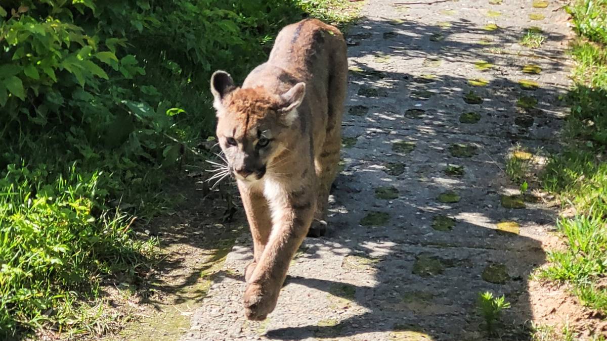 Koniec obławy na pumę. Podano oficjalny komunikat