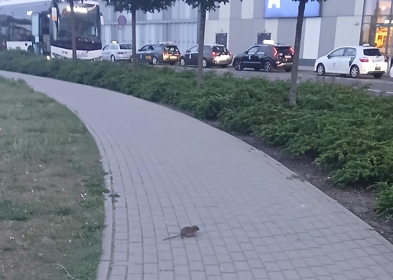 Szczury w zbiorniku wodnym przy Avenidzie. "Policzyłam siedem"